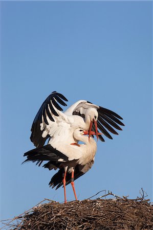 Cigognes blanches en nid Photographie de stock - Rights-Managed, Code: 700-03478632