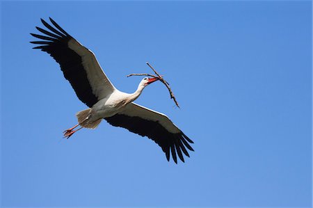 simsearch:700-01072995,k - Cigogne blanche en vol Photographie de stock - Rights-Managed, Code: 700-03478633