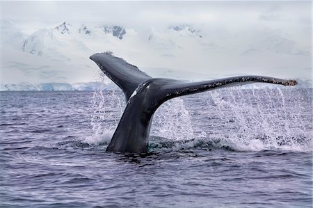 Douve queue de baleine à bosse, l'Antarctique Photographie de stock - Rights-Managed, Code: 700-03484596