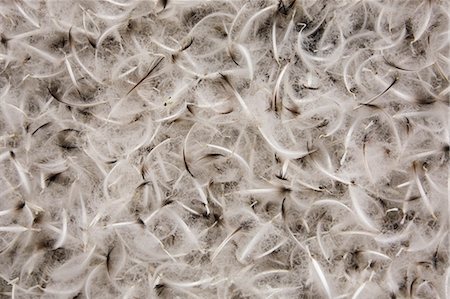 Penguin Feathers, Antarctica Stock Photo - Rights-Managed, Code: 700-03484600