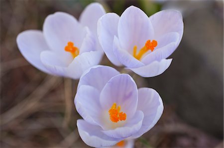 Close-up of Crocus Flowers Stock Photo - Rights-Managed, Code: 700-03484634