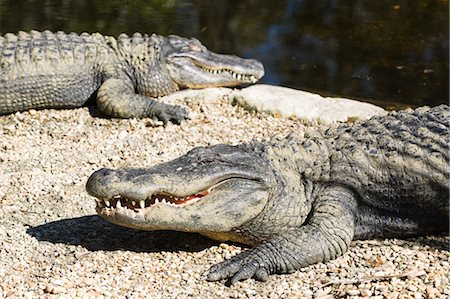 Crocodiles, Florida, USA Foto de stock - Con derechos protegidos, Código: 700-03484691