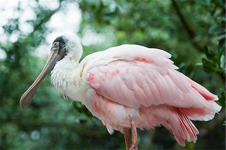Roseate Spoonbill, Florida, USA, Stock Photo - Rights-Managed, Code: 700-03484692