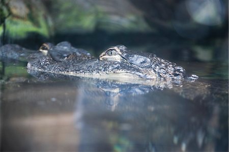 Crocodiles, Florida, USA, Stock Photo - Rights-Managed, Code: 700-03484693