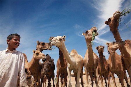 Enfant et chameaux, Shalateen, Arabian Desert, désert du Sahara, Egypte Photographie de stock - Rights-Managed, Code: 700-03506269