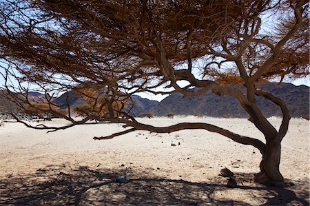 Nackten Sie Baum, arabischen Wüste Sahara Wüste, Ägypten Stockbilder - Lizenzpflichtiges, Bildnummer: 700-03506272