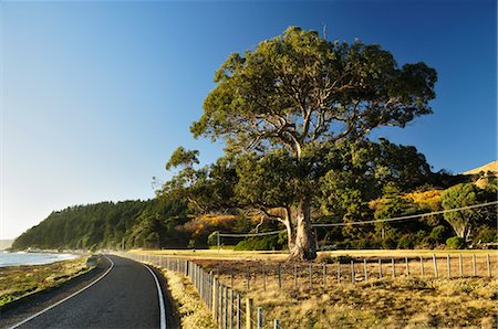 Clifton Road, Cape Kidnappers, Hawke's Bay, North Island, New Zealand Stock Photo - Rights-Managed, Code: 700-03508401