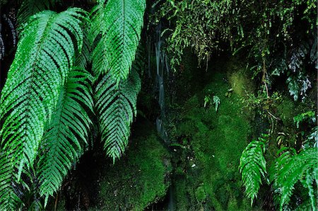 Gros plan du Rainforest Plants, Parc National de Westland Tai Poutini, côte ouest, île du Sud, Nouvelle-Zélande Photographie de stock - Rights-Managed, Code: 700-03508438