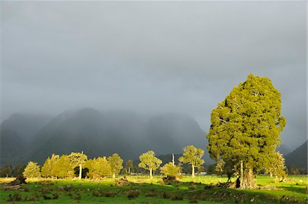 Farmland, Cook Flat, West Coast, South Island, New Zealand Stock Photo - Rights-Managed, Code: 700-03508441