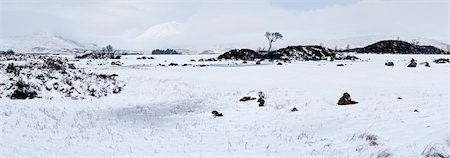 panoramic winter tree landscape - Rannoch Moor in Winter after Fresh Snow Fall, Scottish Highlands, Scotland Stock Photo - Rights-Managed, Code: 700-03508473