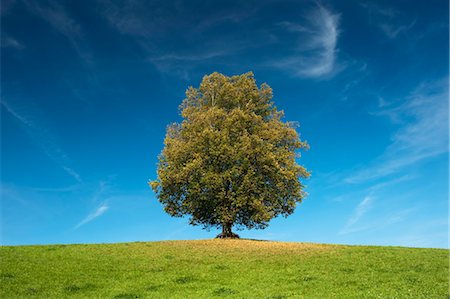 Arbre sur la colline au début de l'automne Photographie de stock - Rights-Managed, Code: 700-03501294