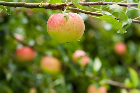 dew drops - Ripe Apple on Tree Foto de stock - Con derechos protegidos, Código: 700-03501304