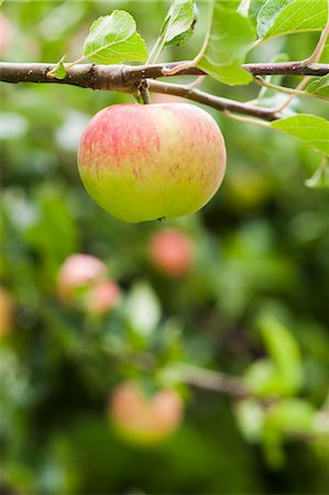 Ripe Apple on Tree Foto de stock - Con derechos protegidos, Código: 700-03501305