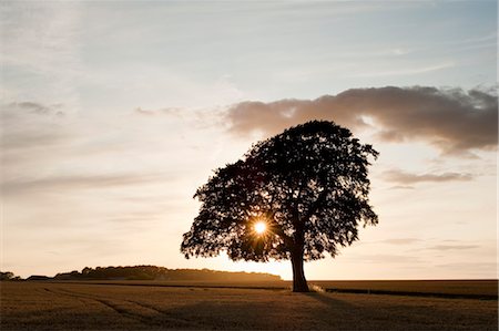 Arbre au coucher du soleil dans le champ de blé, Cotswolds, Angleterre Photographie de stock - Rights-Managed, Code: 700-03501303