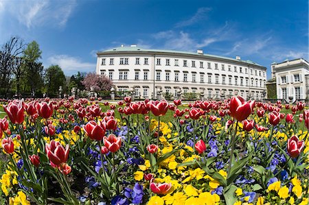 platebandes de fleur - Parterres de fleurs dans les jardins de Mirabell, Salzbourg, Autriche Photographie de stock - Rights-Managed, Code: 700-03502871