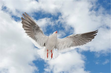 Delphin Möwe, Ushuaia, Feuerland, Argentinien, Südamerika Stockbilder - Lizenzpflichtiges, Bildnummer: 700-03503106