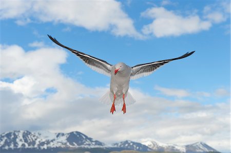 front view of flying bird - Dolphin Gull, Ushuaia, Tierra Del Fuego, Argentina, South America Stock Photo - Rights-Managed, Code: 700-03503107