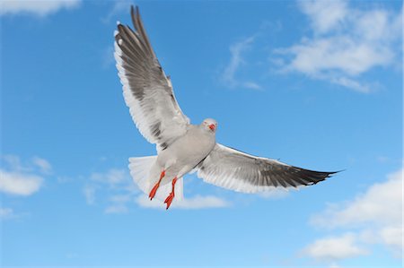 seagulls flying - Dolphin Gull, Ushuaia, Tierra Del Fuego, Argentina, South America Foto de stock - Con derechos protegidos, Código: 700-03503108