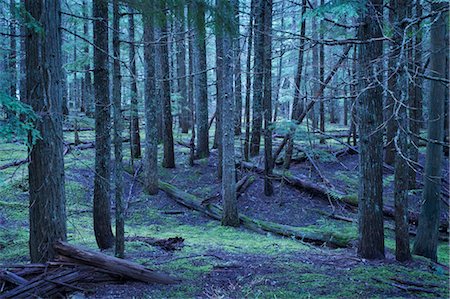 Forest in Oliver, British Columbia, Canada Foto de stock - Con derechos protegidos, Código: 700-03519245