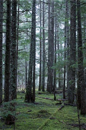 Forest in Oliver, British Columbia, Canada Foto de stock - Con derechos protegidos, Código: 700-03519247