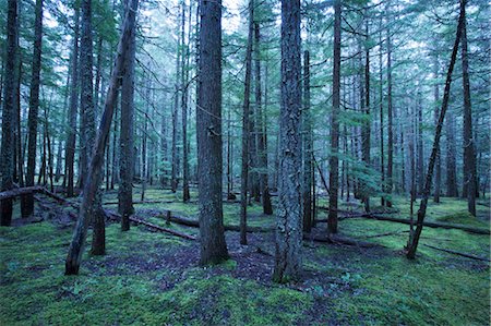 Forest in Oliver, British Columbia, Canada Foto de stock - Con derechos protegidos, Código: 700-03519243