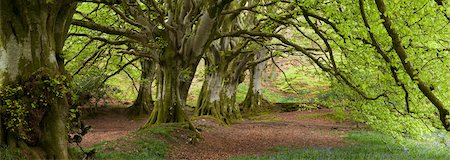 suelo forestal - Beech Forest in Springtime, Dorset, England Foto de stock - Con derechos protegidos, Código: 700-03520435