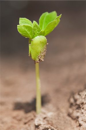 Neue Pflanzenwachstum Stockbilder - Lizenzpflichtiges, Bildnummer: 700-03520654
