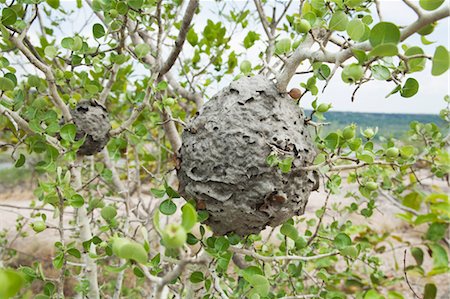 simsearch:700-03768701,k - Paper Wasp's Nest, Pha Taem National Park along Mekong River, Ubon Ratchathani Province, Thailand Foto de stock - Con derechos protegidos, Código: 700-03520663