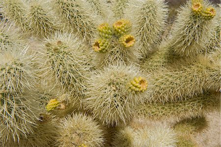 punta - Close-up of Cholla Cactus Foto de stock - Con derechos protegidos, Código: 700-03556588