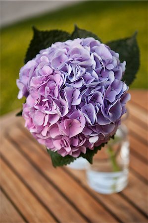 purple flower closeup - Hydrangea in Glass Vase Stock Photo - Rights-Managed, Code: 700-03586304