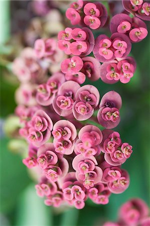 fokus auf vordergrund - Crown-of-Thorns Blumen Stockbilder - Lizenzpflichtiges, Bildnummer: 700-03586688
