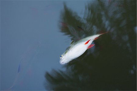 floating (object on water) - Dead Fish in Pond, Samut Songkhram Province, Thailand Stock Photo - Rights-Managed, Code: 700-03586784