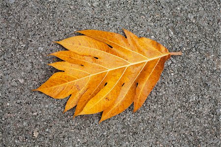 Giant Breadfruit Leaf on Pavement, Samut Songkhram Province, Thailand Stock Photo - Rights-Managed, Code: 700-03586785