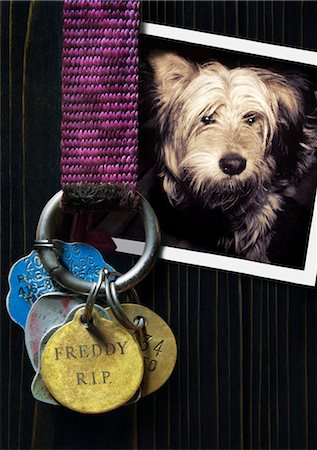 Étiquettes de chien collier avec la Photo du chien Photographie de stock - Rights-Managed, Code: 700-03587278