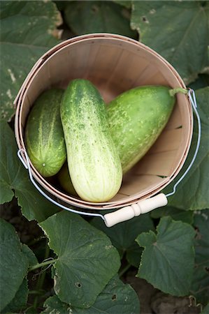 pails garden - Cucumbers in Basket Foto de stock - Con derechos protegidos, Código: 700-03587296