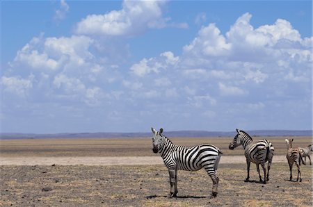 Zèbre, lac Turkana, Kenya, Afrique Photographie de stock - Rights-Managed, Code: 700-03601355