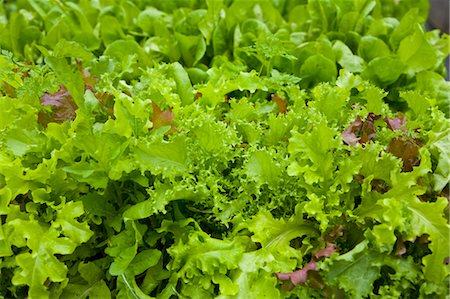 Organic Mixed Mesclun Lettuce Foto de stock - Con derechos protegidos, Código: 700-03615627