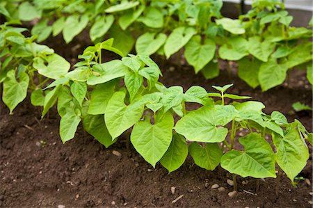 Organic Bush String Beans Foto de stock - Con derechos protegidos, Código: 700-03615629