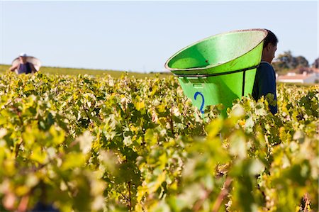 Workers Harvesting Grapes at Chateau Lynch-Bages, Pauillac, Bordeaux, France Stock Photo - Rights-Managed, Code: 700-03615900