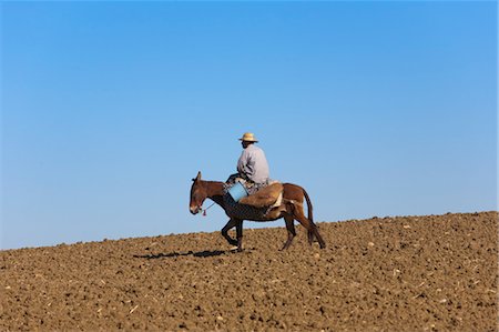 donkeys man african - Man Riding Mule, Volubilis, near Menkes, Morocco Stock Photo - Rights-Managed, Code: 700-03612947