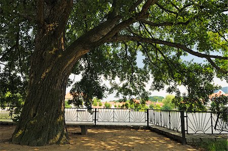 Old Alder Tree, Ilsenburg, Harz District, Harz, Saxony Anhalt, Germany Stock Photo - Rights-Managed, Code: 700-03621156