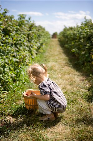 flechtkorb - Mädchen pflücken Himbeeren Stockbilder - Lizenzpflichtiges, Bildnummer: 700-03621220