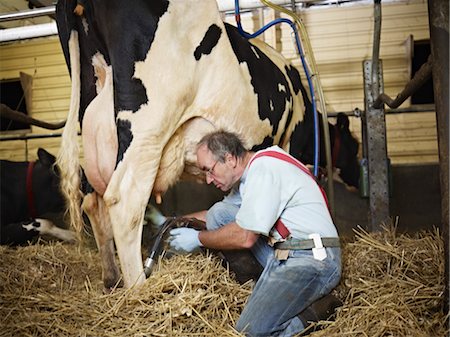 farmer 50s - Farmer Milking Holstein Cow on Organic Dairy Farm, Ontario, Canada Stock Photo - Rights-Managed, Code: 700-03621365