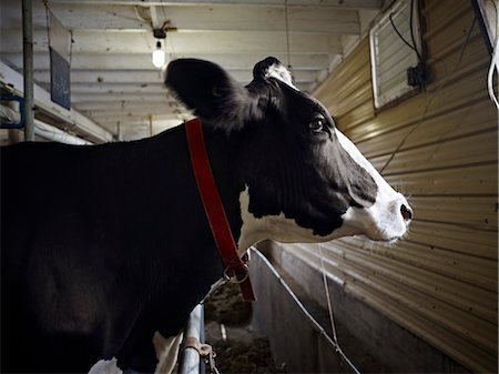 Portrait of Holstein Dairy Cow in Barn, Ontario, Canada Stock Photo - Rights-Managed, Code: 700-03621437
