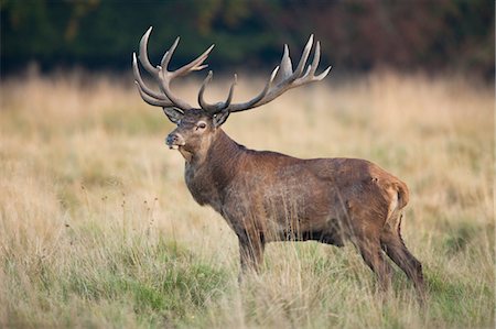red deer side profile - Red Deer Stock Photo - Rights-Managed, Code: 700-03622706