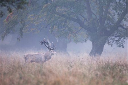 fall season deer - Red Deer in Fog Stock Photo - Rights-Managed, Code: 700-03622708