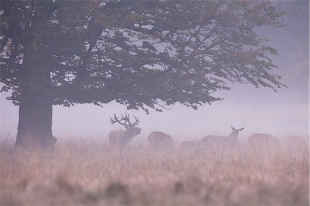 Troupeau de cerfs rouges dans le brouillard Photographie de stock - Rights-Managed, Code: 700-03622709