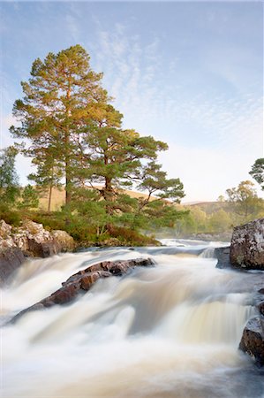 rap - Scots Pine and Rapids at Dawn, River Affric, Glen Affric, Cannich, Highland Council Area, Scottish Highlands, Scotland Foto de stock - Con derechos protegidos, Código: 700-03638910