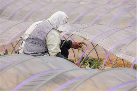 Woman Working in Field, Aichi Prefecture, Chubu Region, Honshu, Japan Foto de stock - Con derechos protegidos, Código: 700-03638970