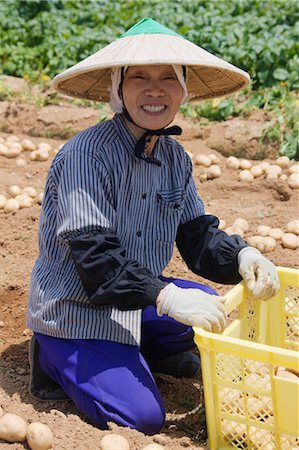 Frau sammeln, Pototoes, Präfektur Aichi, Chubu Region, Honshu, Japan Stockbilder - Lizenzpflichtiges, Bildnummer: 700-03638971